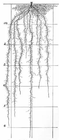 forage oat roots.  https://greener4life.com/blog/planting-forage-oats